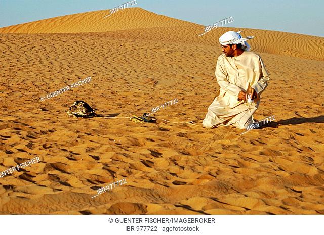 Arab Falconer with Gyrfalcon which has caught fake prey, in the desert, falcon training in Dubai, United Arab Emirates