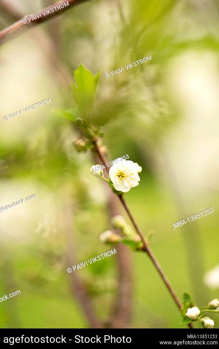 Cherry blossom, white open flower, blurred natural background