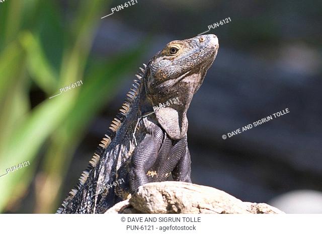 Black spiny-tailed iguana Ctenosaura similis in alert position