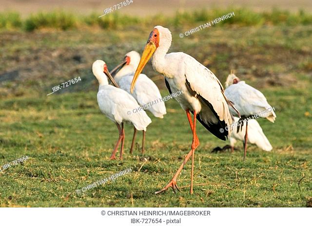 Yellow-billed Stork or Yellowbilled Stork (Mycteria ibis) and African Spoonbills (Platalea alba) Chobe National Park, Botswana, Africa