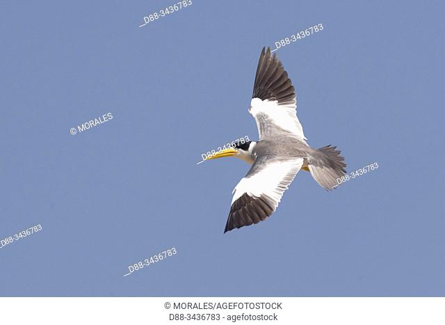 Brazil, Mato Grosso, Pantanal area, Large-billed Tern (Phaetusa simplex), in flight