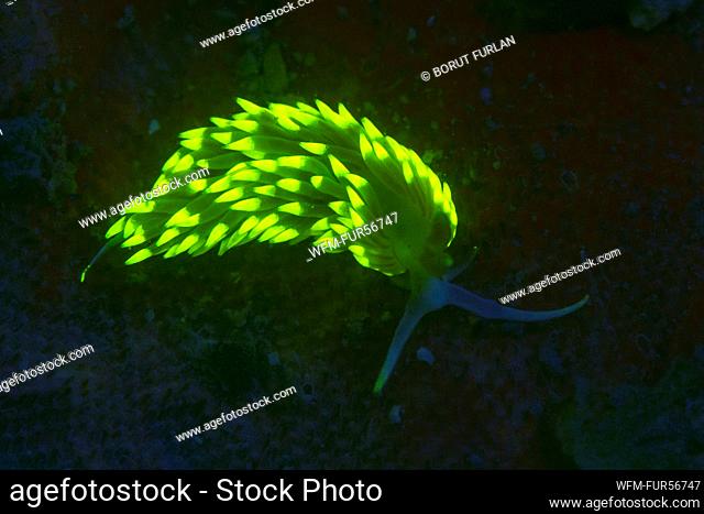 Fluorescent Aeolid Nudibranch, Berghia caerulescens, Piran, Slovenia
