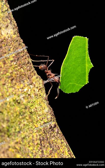 Leafcutter ant (Atta cephalotes) on branch, carrying green leaf. It cuts leaves and grows mushrooms in an anthill on them