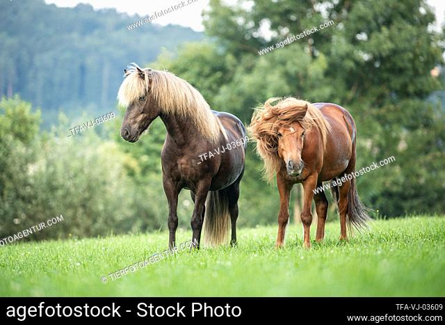2 Icelandic horses