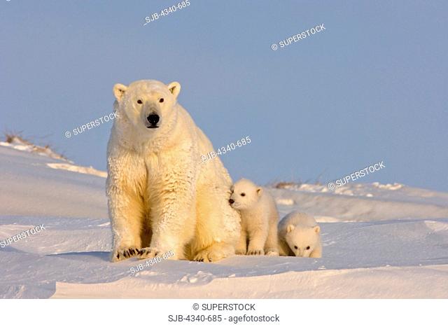 Polar Bear Sow with Spring Cubs Newly Emerged From Their Den