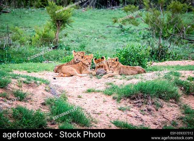 Lion cubs playing in the Kruger National Park, South Africa