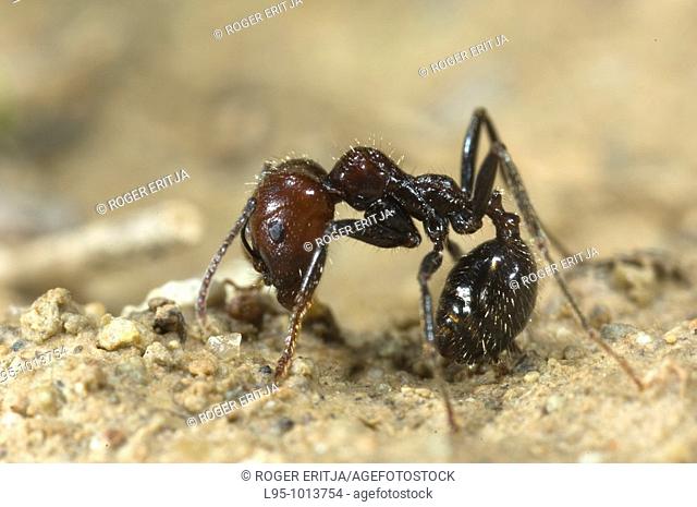 Soldier Messor barbarus coming out of the nest during the sexual swarm preparation, Spain