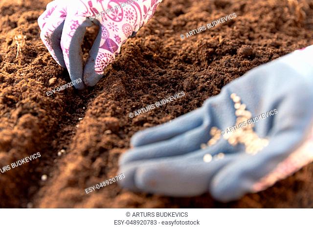 Gardener hands in gardening gloves planting seeds in the vegetable garden. Spring garden work concept