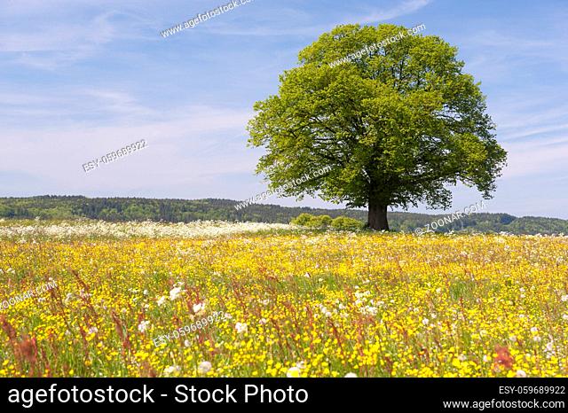 Alleinstehende Linde als Einzelbaum im Frühling auf Wiese in Bayern