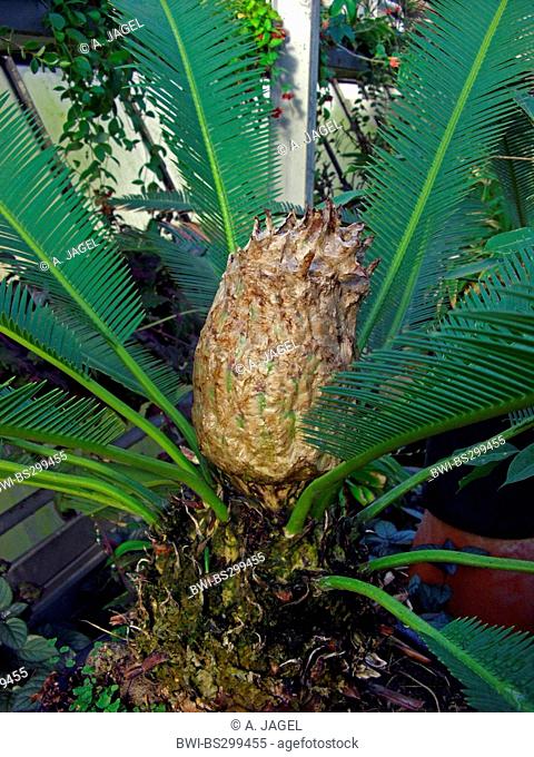 Mexican arrowroot, virgins palm (Dioon edule), cones