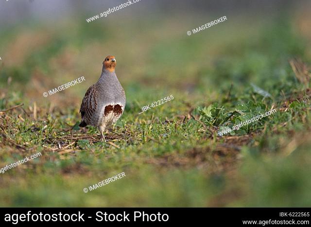 Gray partridge (Perdix perdix) in a rape field, Rhineland-Palatinate, Germany, Europe