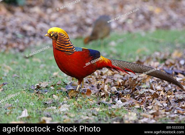 Golden pheasant (Chrysolophus pictus) introduced species, adult male, standing on leaf litter, Kew Gardens, London, England, United Kingdom, Europe