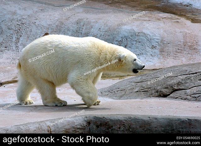 The Adult polar bear in the water