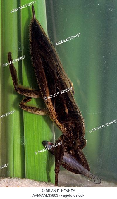 Giant Water Bug / Eastern Toe-Biter / Electric Light Bug (Benacus griseus) on Cattail with Minnow Prey, Underwater, Florida