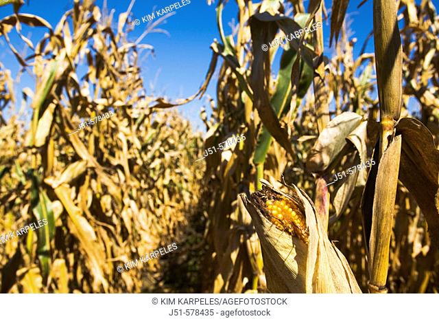 Illinois, McHenry County, ripe ear of corn with shucks pulled back on corn stalk, gold kernels
