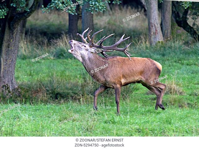 Red Deer / Cervus elaphus