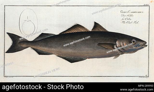 Gadus Carbonarius, The Coal Fish. Bloch, Marcus Elieser, 1723-1799 (Author) Laveaux, J.-Charles (Jean-Charles), 1749-1827 (Translator)