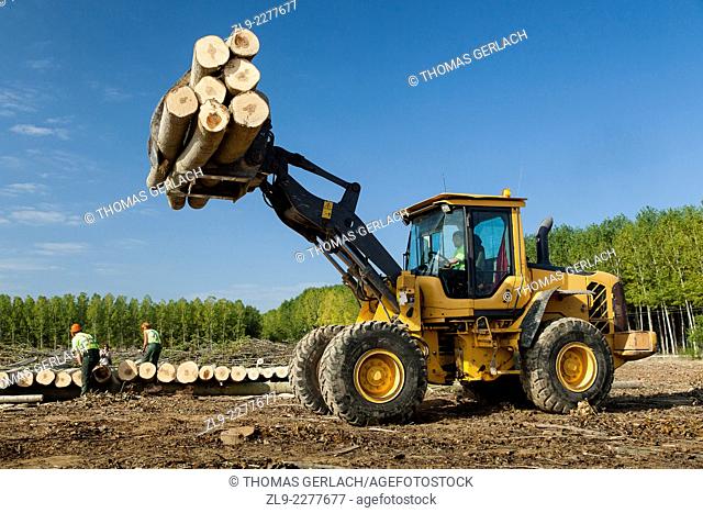 Tractor carrying load of poplar tree trunks used for plywood manufacture with stand of poplar trees in background in north of Spain