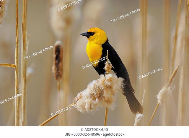 This wildlife image is of an adult male Yellow-headed Blackbird perched on a cat-tail reed in his marsh habitat in Alberta Canada