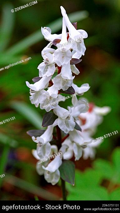 Weißer Lerchensporn, white Corydalis