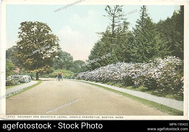 Arnold Arboretum (Driveway and Mountain Laurel), Boston, Mass. Detroit Publishing Company postcards 12000 Series. Date Issued: 1898 - 1931 Place: Detroit...