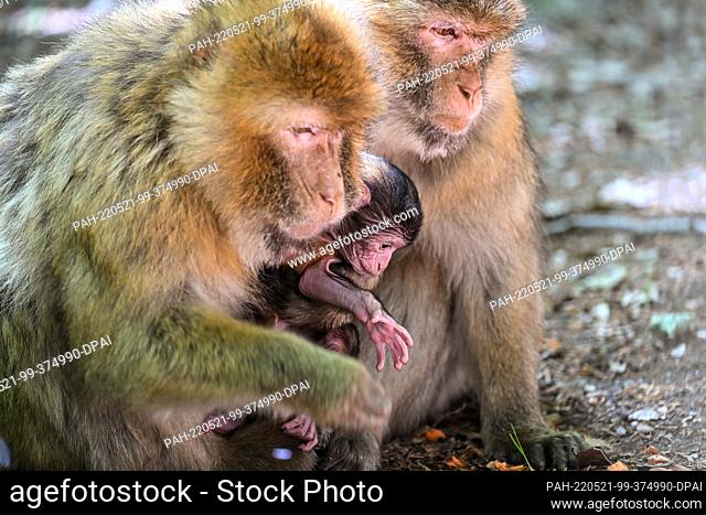PRODUCTION - 19 May 2022, Baden-Wuerttemberg, Salem: A few days old baby Barbary ape sits between two female Barbary apes in the ape mountain