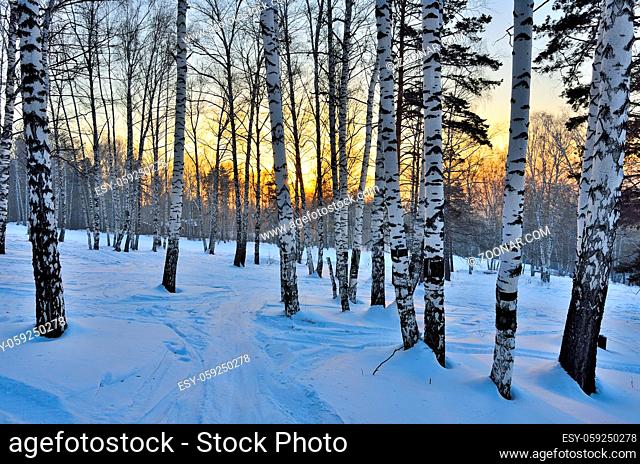 Winter landscape - golden sunset in the birch grove. Golden sunlight among white trunks of birch trees. Fairy tale of frosty winter forest