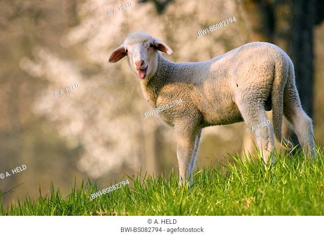 domestic sheep (Ovis ammon f. aries), lamb in front of flowering blackthorn, Germany, Baden-Wuerttemberg, Breitenstein, Eberbach