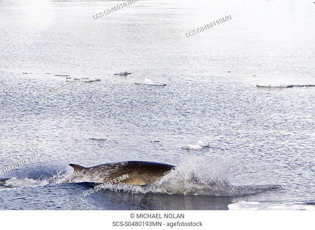 Adult Antarctic Minke Whale Balaenoptera bonaerensis surfacing near the Antarctic Peninsula This whale is also known as the Southern Minke Whale The minke whale...