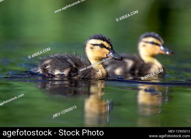 Mallard - Ducklings - Cornwall - UK