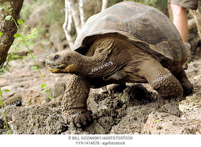 Giant Tortoise Captive - Charles Darwin Research Station - Santa Cruz Island - Galapagos Islands, Ecuador