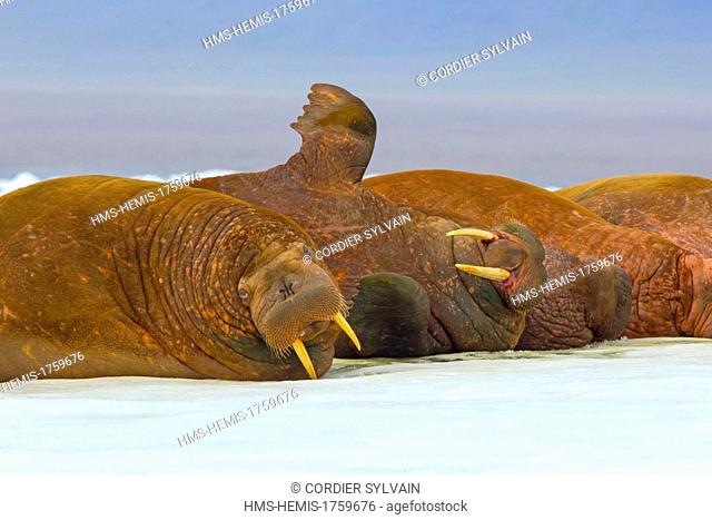 Russia, Chukotka autonomous district, Wrangel island, Pack ice, Pacific walrus (Odobenus rosmarus divergens), resting on ice floe