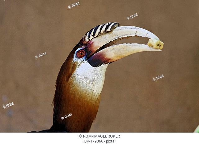 Hornbill (Buceotidae), zoo, Bali, Indonesia