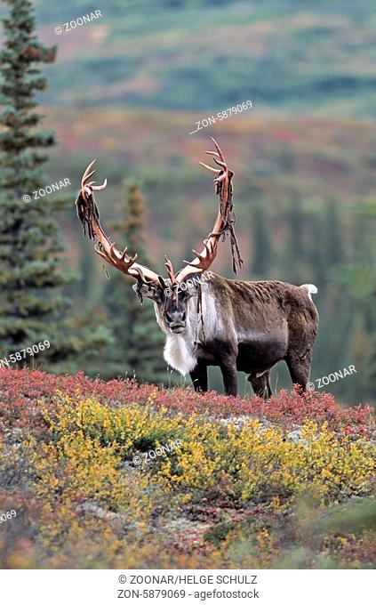 Karibubulle mit Bastfetzen am Geweih in der herbstlichen Tundra - (Alaskakaribu) / Bull Caribou with rests of velvet on his antler in the tundra in fall -...