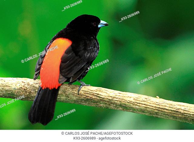 Tangara de Passerin (Ramphocelus passerinii). Parque nacionnal de corcovado, Costa rica