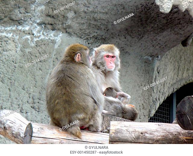Japanese Macaque Snow Monkey, Nihonzaru