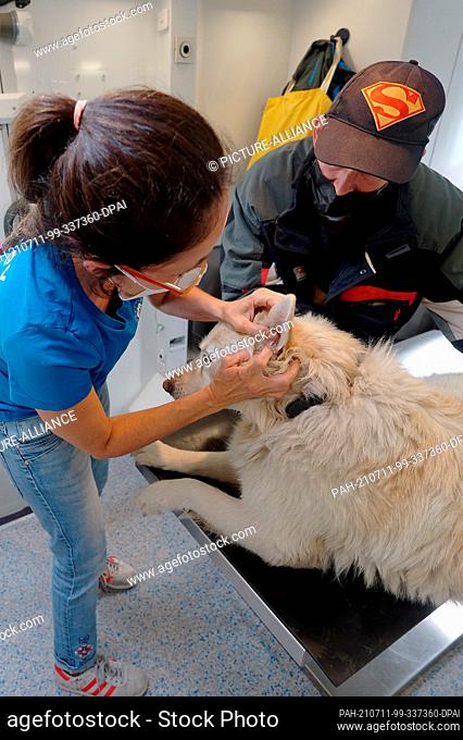 30 June 2021, North Rhine-Westphalia, Bonn: Veterinarian Claudia Gomez (l) treats Gunnar Beckers' dog Knut in the veterinary mobile