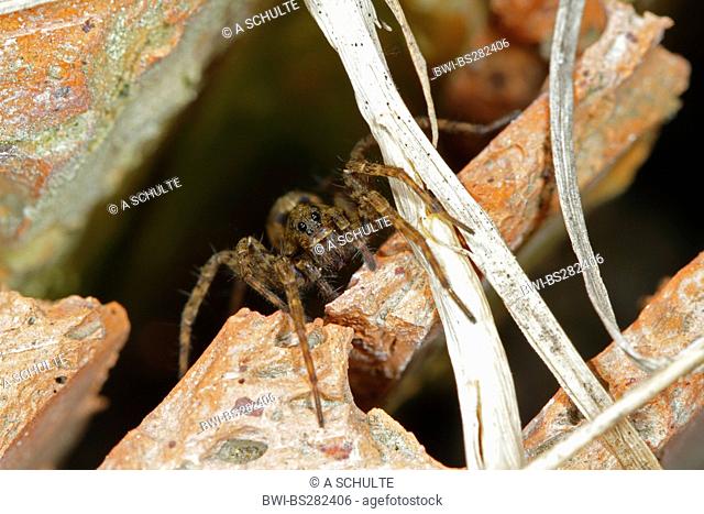 Spotted wolf spider, Ground spider Pardosa amentata, in front of his hiding place, Germany