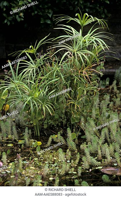 Water Garden with Taro (Colocasia esculenta), Umbrella Plant (Cyperus alternifolius), CA