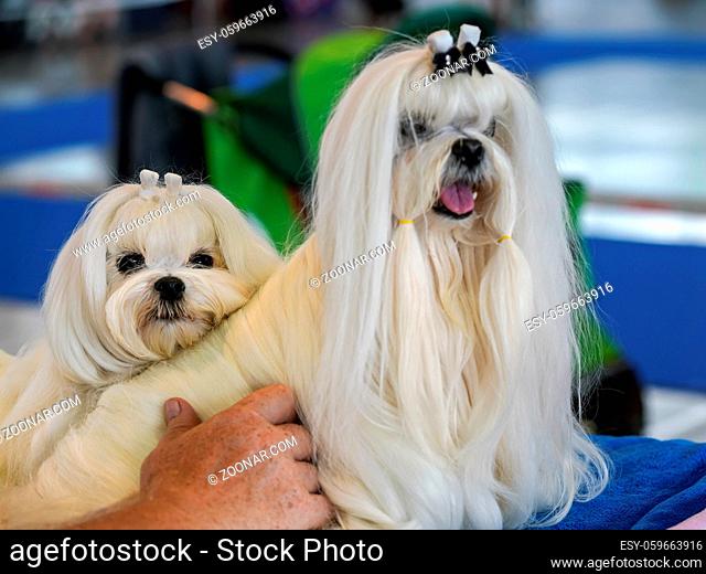 White Shih Tzu dog getting groomed at canine show, another blurred one next to it, senior owner hand holding him