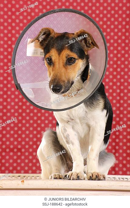Jack Russell Terrier wearing an Elizabethan collar to prevent the animal from licking or biting during healing of wounds. Spain
