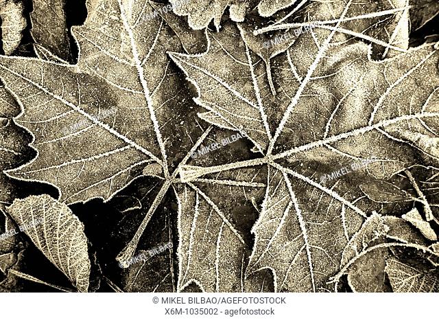 dead leaves in autumn in black and white