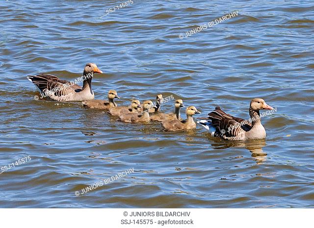 greylag geese with goslings - swimming