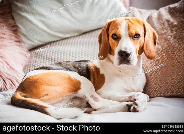 Dog resting on a sofa beagle dog in house closeup indoors background