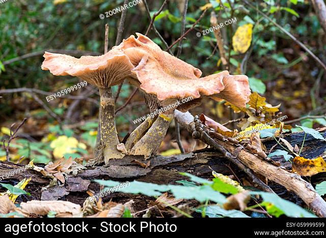 group fungus in autumn forest with leaves