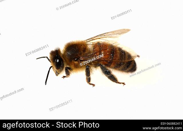 Bienen, Apis, mellifera