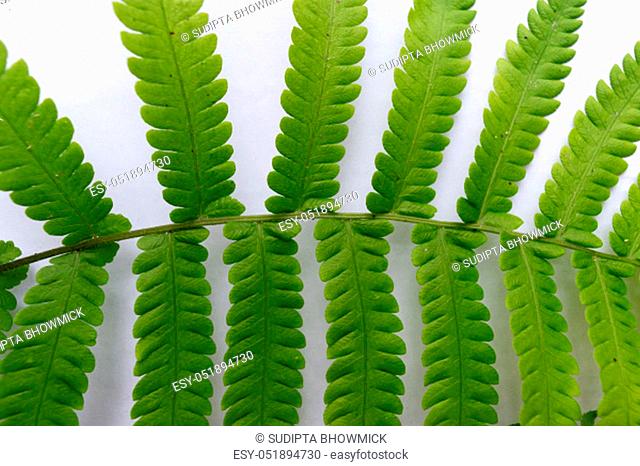 Close up of Compound Pinnate green leaves, leaflets in rows, two at tip. White background. Horizontal formation. Abstract vain texture