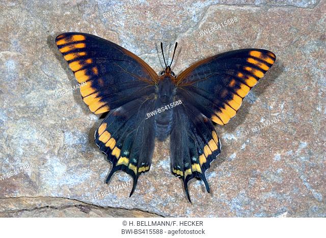 Two-tailed Pasha, Foxy Emperor (Charaxes jasius), sits on a stone