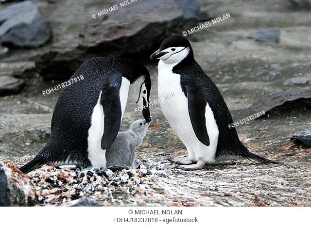 Chinstrap penguin Pygoscelis Antarctica parents with downy chick on Deception Island, Antarctic Peninsula