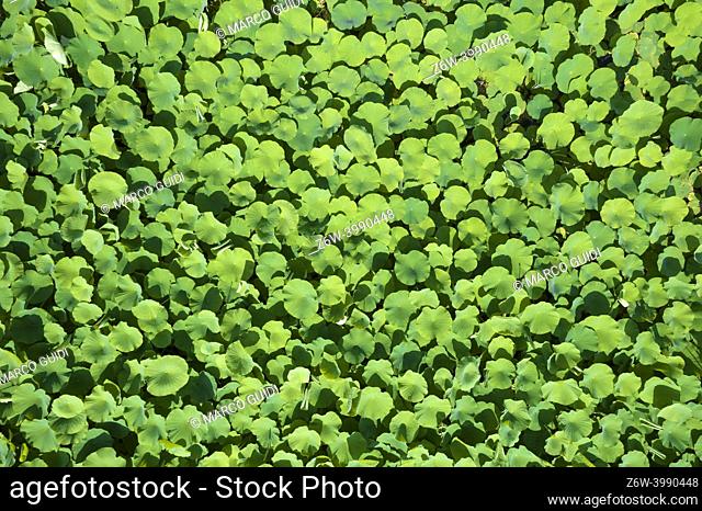 Overhead view of the leaves of a waterlily flower crop